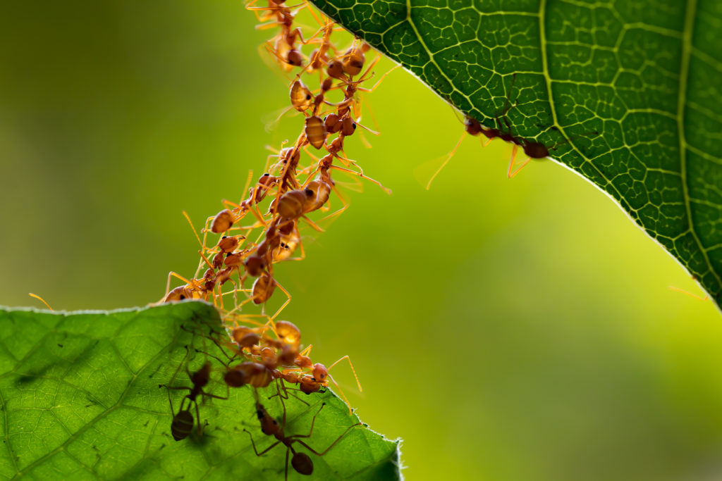 Ants working together to achieve a goal