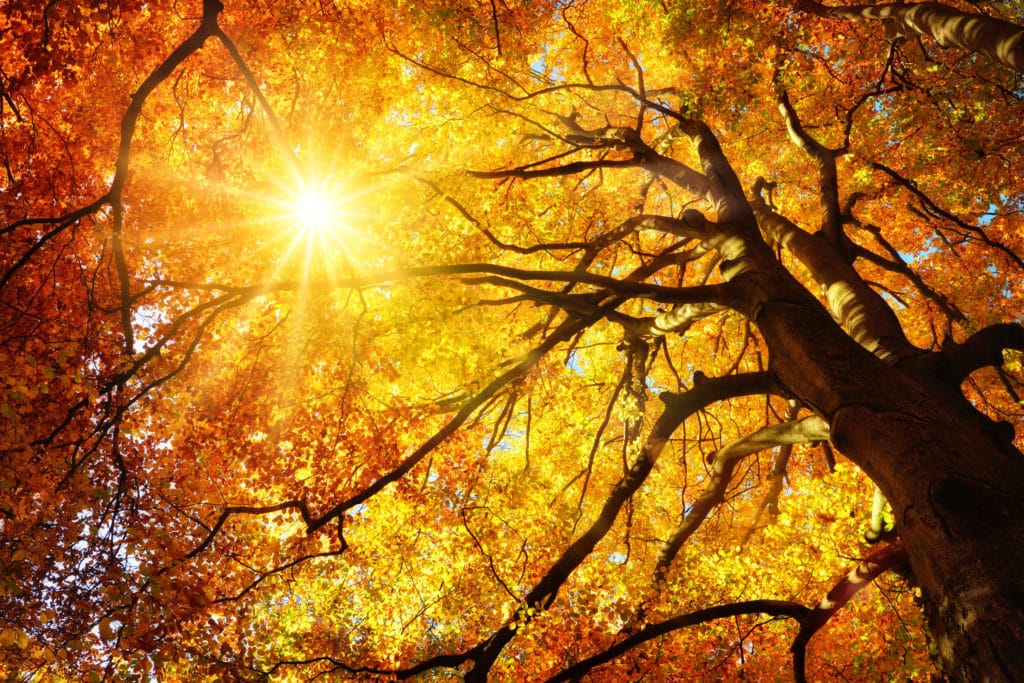 Autumn leaves