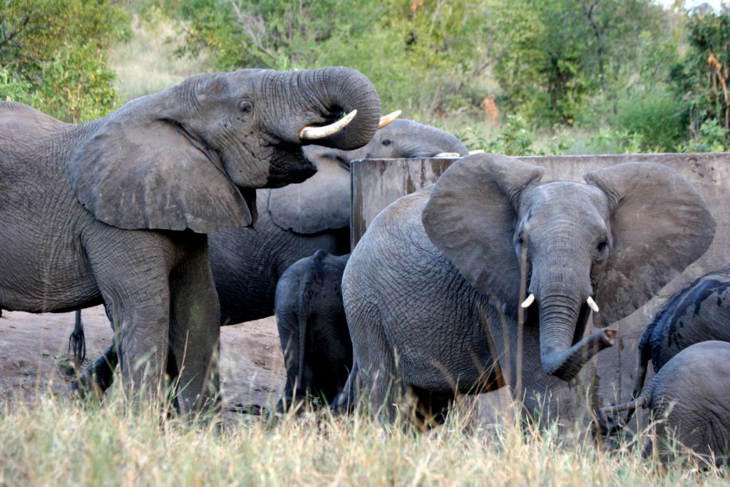 Elephants in South Africa