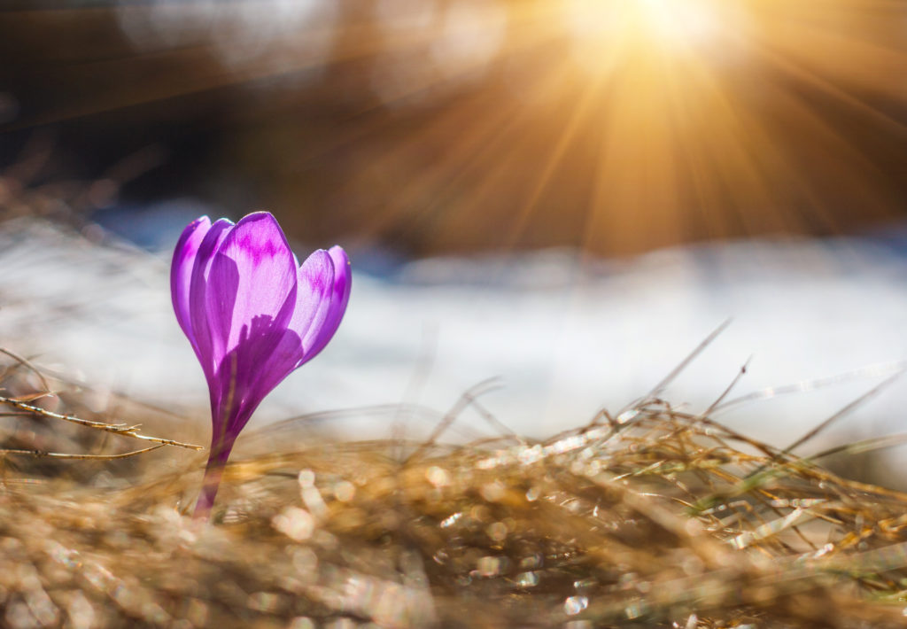 Spring crocus peeping through